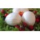 MOZZARELLA BUFALA CAMPANA DOP MARRANDINO 200 GR.