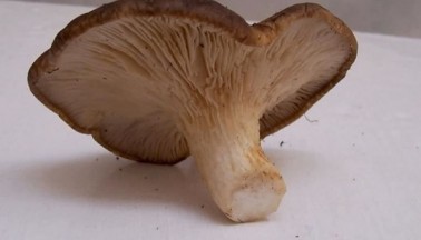 FUNGHI PLUROTOS